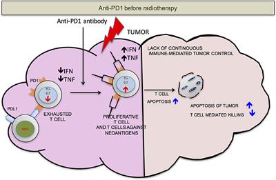 Radiation, Immune Checkpoint Blockade and the Abscopal Effect: A Critical Review on Timing, Dose and Fractionation